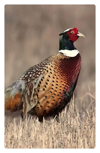 DF35T 307 Pheasant 1